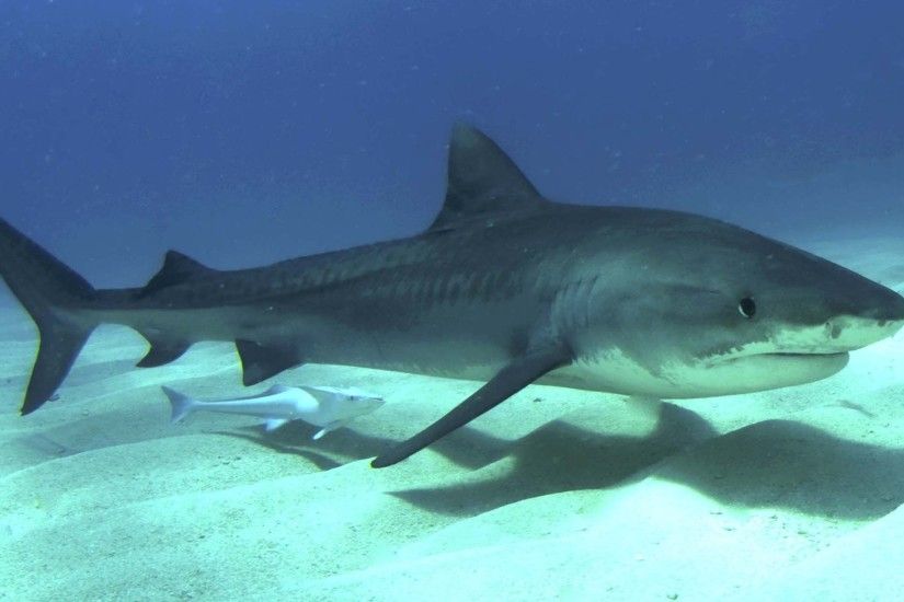 pictures of tiger shark