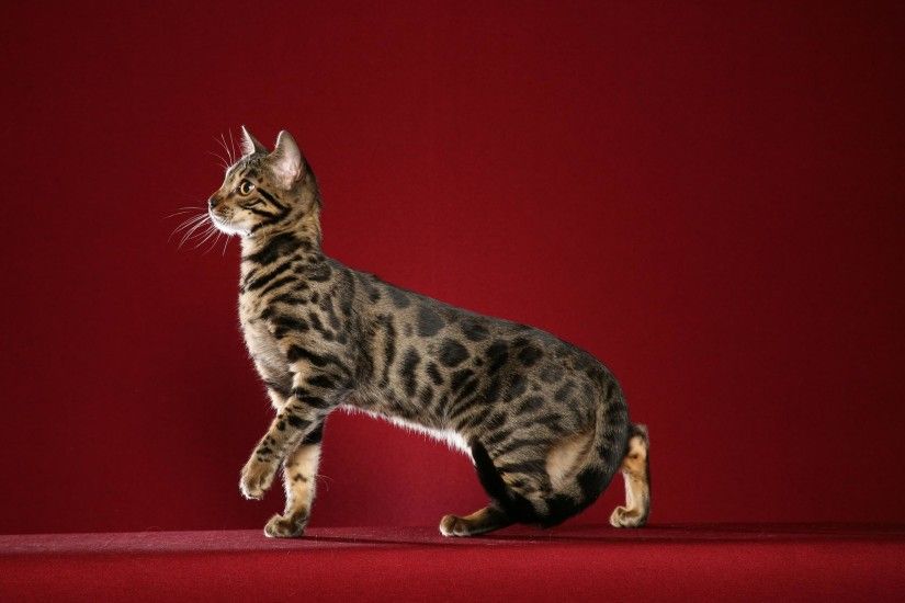 Bengal Cats Wallpapers | Daily inspiration art photos, pictures .