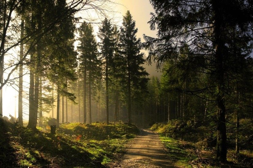 Morning sunlight in the woods HD Wallpaper 1920x1080