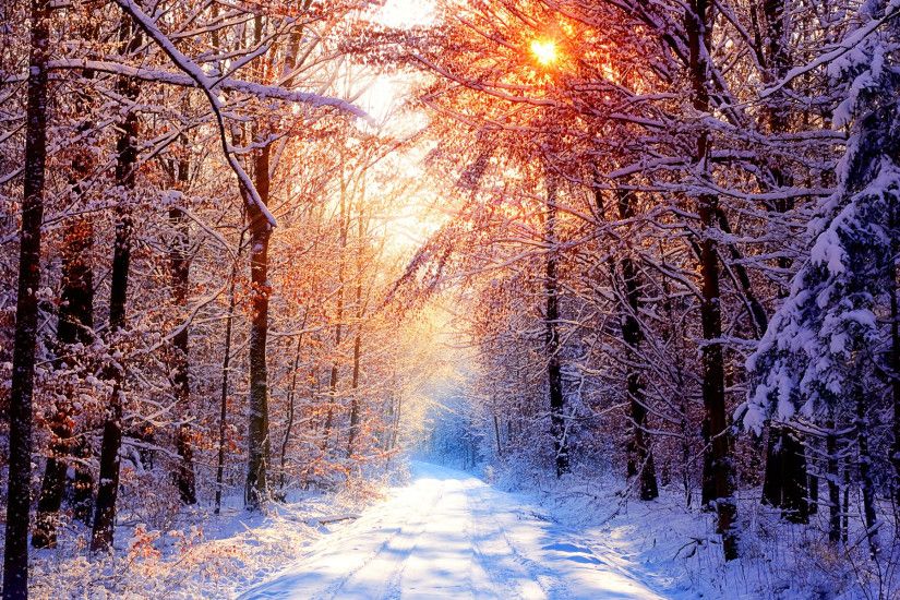 Beautiful golden road forest sunlight winter background snow wallpaper  illuminated trees through snowy surrounding wallpapers