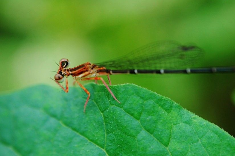 picture of a dragonfly. Â«Â«