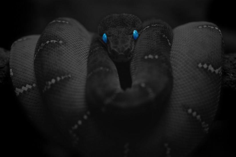 Snake Cool Wallpapers