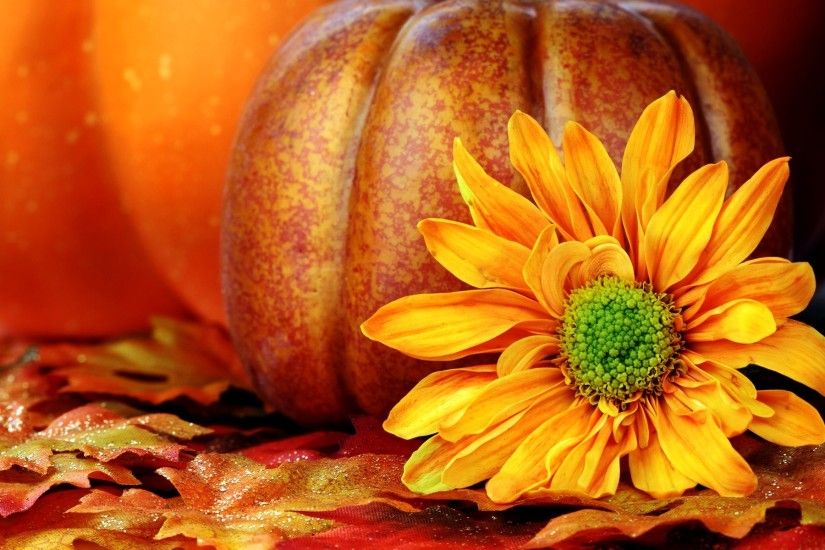 Fall Pumpkin Desktop Backgrounds