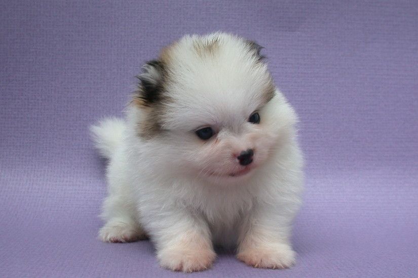 Cute Little Pomeranian Puppy