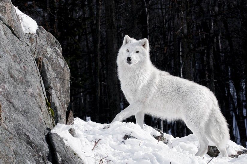 ... CUTE WHITE WOLF SNOW ICE HD QUALITY DESKTOP BACKGROUND WALLPAPER . ...