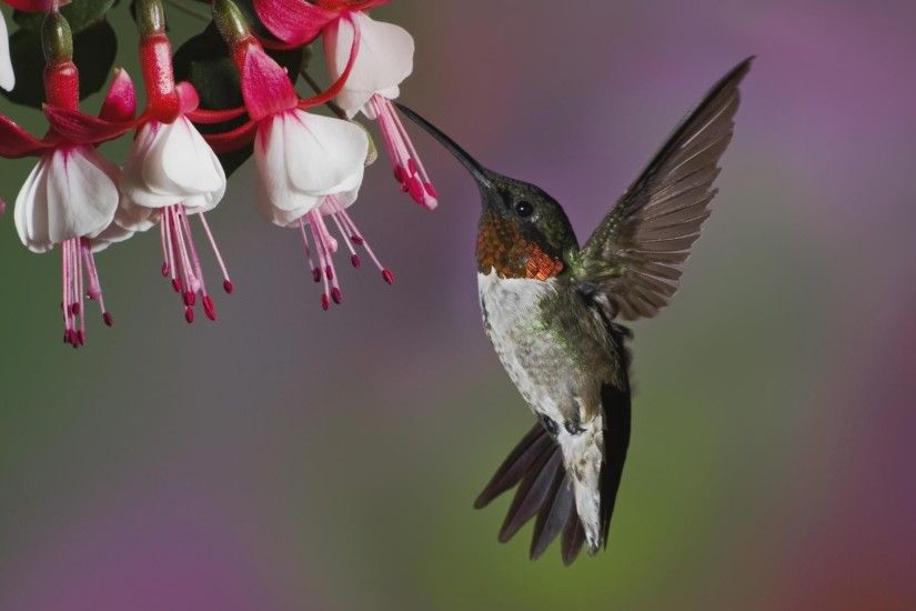 Hummingbird Desktop Wallpaper 49264