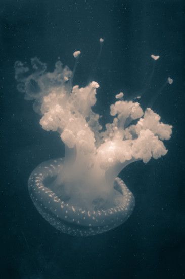 Inky Jelly. An Aurelia jellyfish against an inky underwater background.