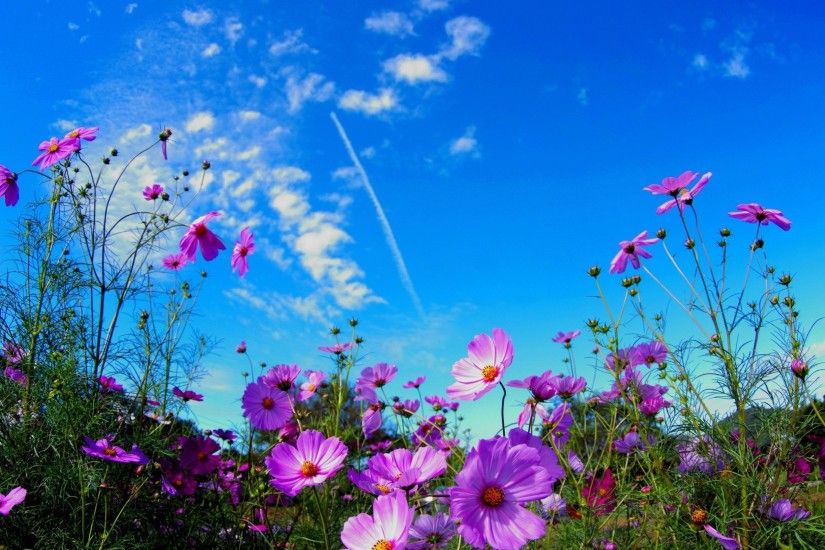 Field Flowers Wallpaper Download For Desktop Of Pink Flowers 2560x1600