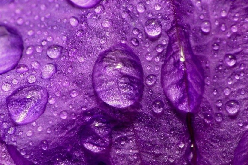 Wallpapers For > Pretty Purple Flower Backgrounds