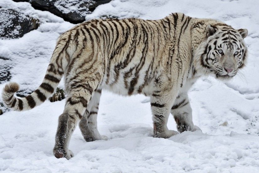 White tiger tiger wild cat snow winter wallpaper | 2048x1363 | 210750 .