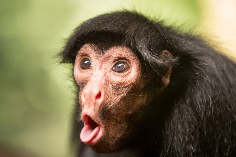 Funny, Chimpanzee, Surprise, Monkey, Cute Animals, Funny Chimpanzee Monkey  Surprise Face