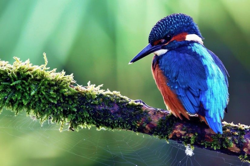 kingfisher wallpapers