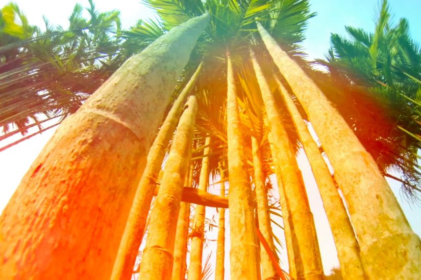 Dreamy natural background, colorful palm trees close up Stock Video Footage  - VideoBlocks
