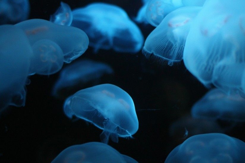 3840x2160 Wallpaper jellyfish, swimming, underwater