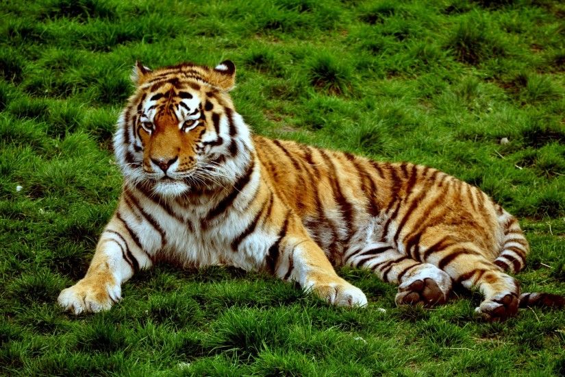tiger beautiful backgrounds desktop