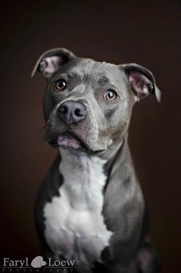 and pictures of best blue nose pitbull puppies tumblr com backgrounds and  pictures of #red