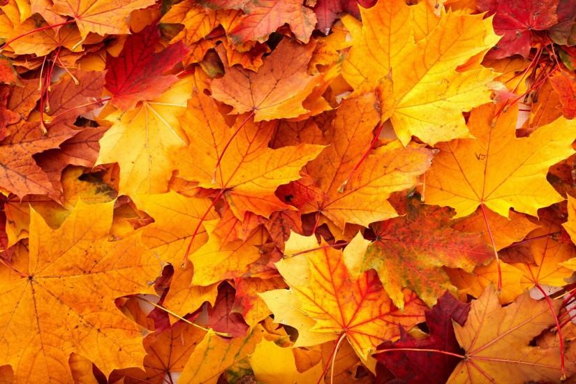 Fall Leaves Nature High Resolution Wallpaper Desktop Backgrounds Free