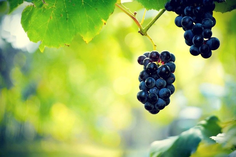 2560x1600 182 Grapes Wallpapers | Grapes Backgrounds Page 4