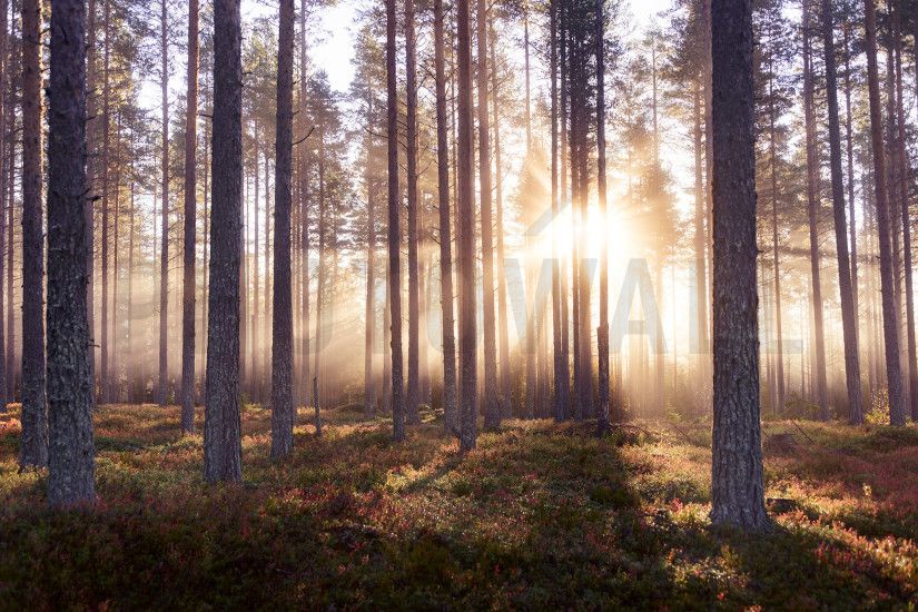 The Enchanted Forest - Fototapeten & Tapeten - Photowall