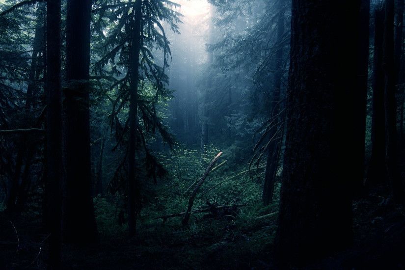 Pacific NW forest [1002x564] ...