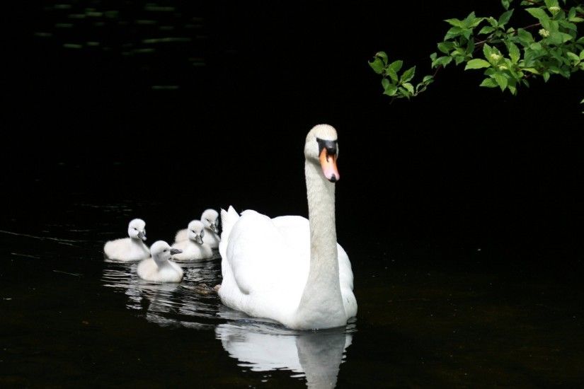 lake pond family white swan ducks offspring
