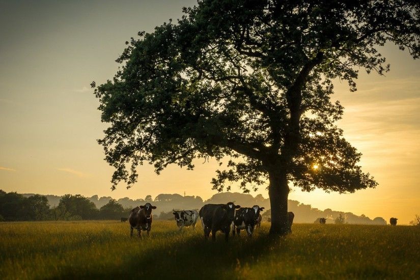 Cow Tag - Sunset Cow Trees Landscapes Morning Sunrise Mood Happy Animal  Cartoon Pictures for HD