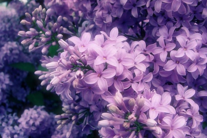 9. lilac-flower-wallpaper9-600x338