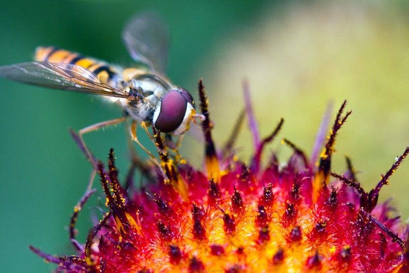 Wasp Tag wallpapers: Photography Up Ups Close Insect Wasp Macro .
