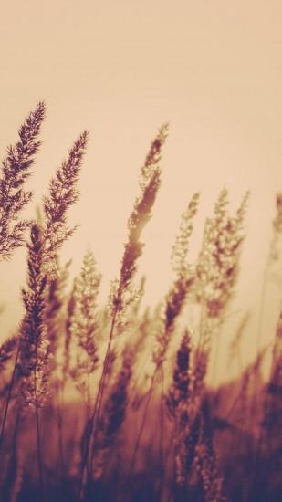 Nature Aesthetic Reed Plant Field Blur iPhone 6 wallpaper