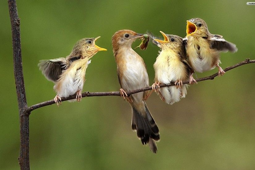 Birds Family