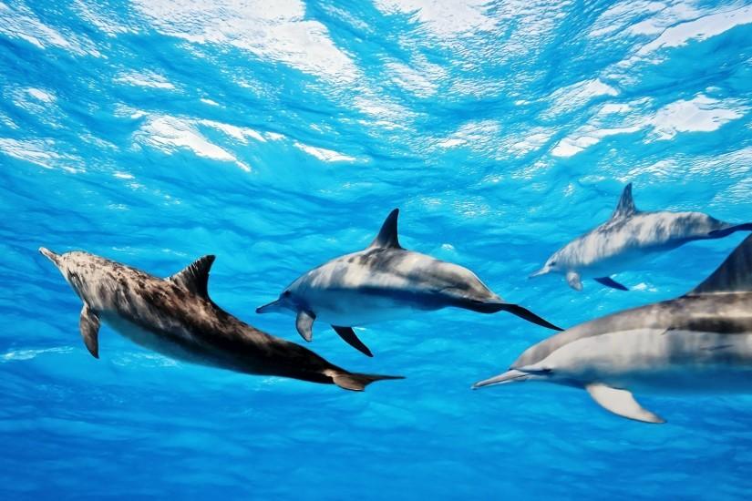 Cute dolphins