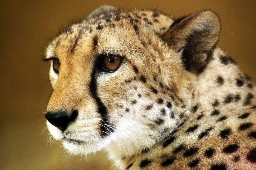 Baby Cheetah Wallpaper | HD Wallpapers | Pinterest | Cheetah wallpaper and  Wallpaper