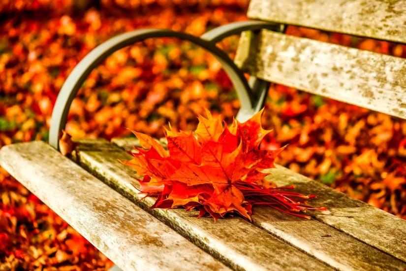 AUTUMN fall landscape nature tree forest leaf leaves bench wallpaper |  2048x1365 | 838076 | WallpaperUP