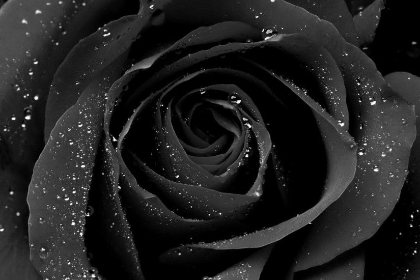Black Rose Wallpaper Widescreen #Mhk