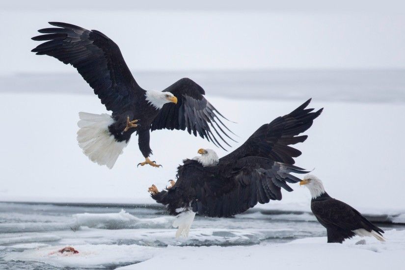 Bald Eagles. Such Beautiful Birds Wallpapers in HD, 4K and .