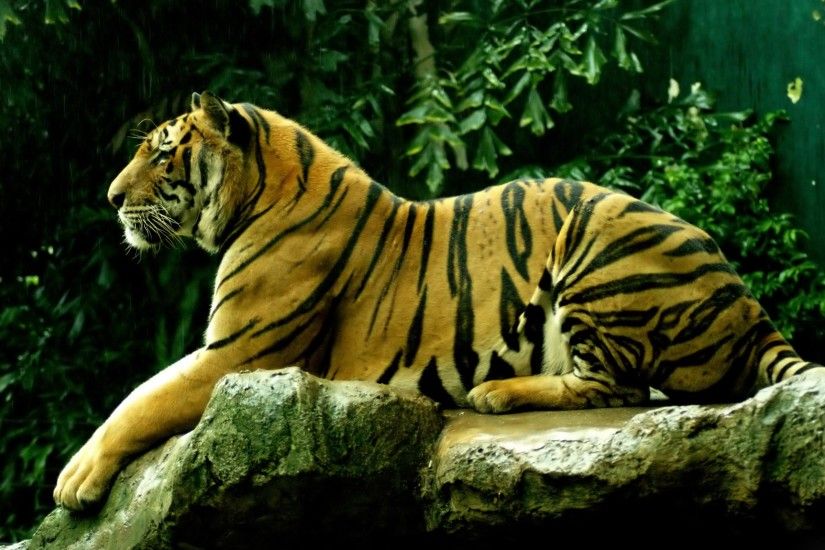 high definition wallpaper | Animals HD Wallpaper Royal Bengal tiger 300x187  Animals HD Wallpaper .