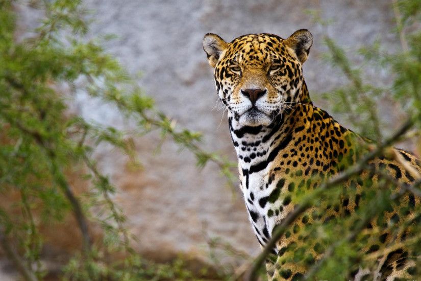 Jaguar Ready to Hunt Wallpaper