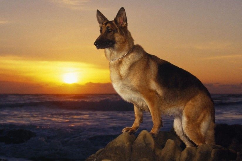 German Shepherd dog at sunset wallpapers and images - wallpapers .