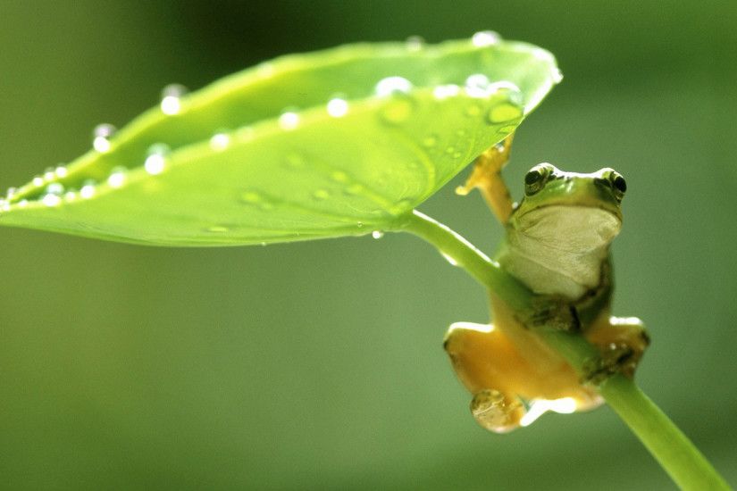 hd pics photos green frog leaf nature water drops hd quality desktop  background wallpaper