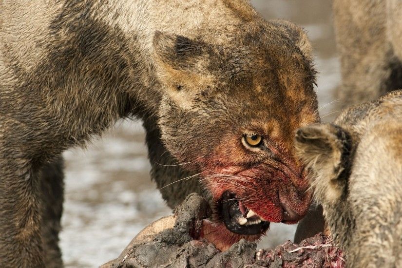 Animal - Lion Lioness Face Blood Wallpaper