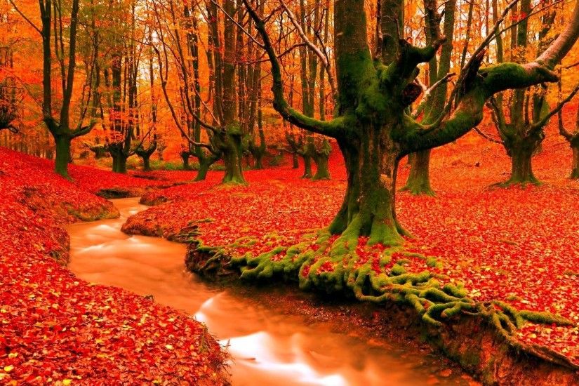 Leaf Season Autumn Forest Tree Seasons Nature Fall Color Leaves Landscape  Hd Wallpaper Download Free - 1920x1200