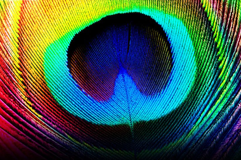 Photography - Feather Colorful Wallpaper