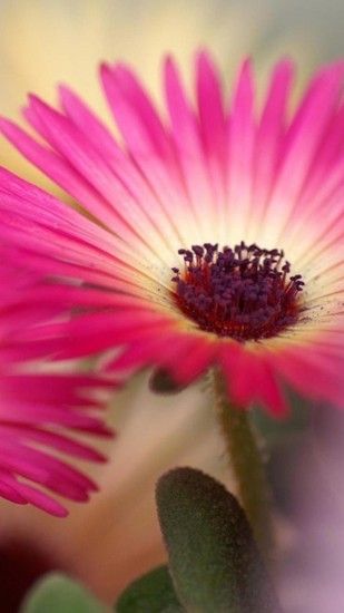 Pink Daisy Flower wallpapers Wallpapers) – Wallpapers For Desktop