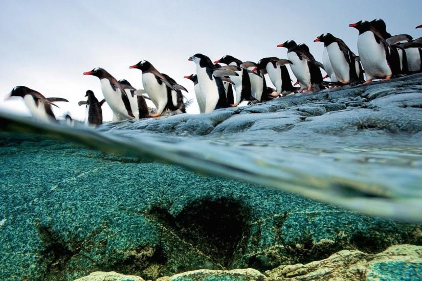 penguin desktop wallpaper 12639