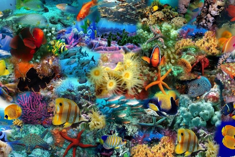 Fish Wallpapers Best Wallpapers | HD Wallpapers | Pinterest | Fish wallpaper,  Wallpaper and Animated desktop backgrounds