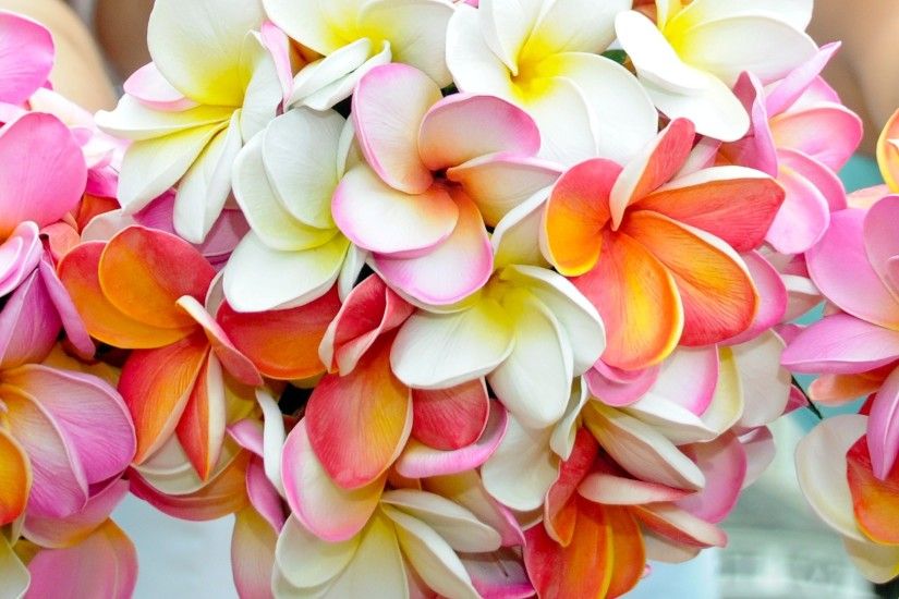 Frangipani (Plumeria) images Frangipani HD wallpaper and background photos