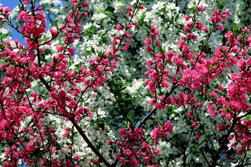 Free Spring Desktop Wallpaper | desktop Free Spring Flowers Wallpaper  Desktop. Free Spring Wallpaper .