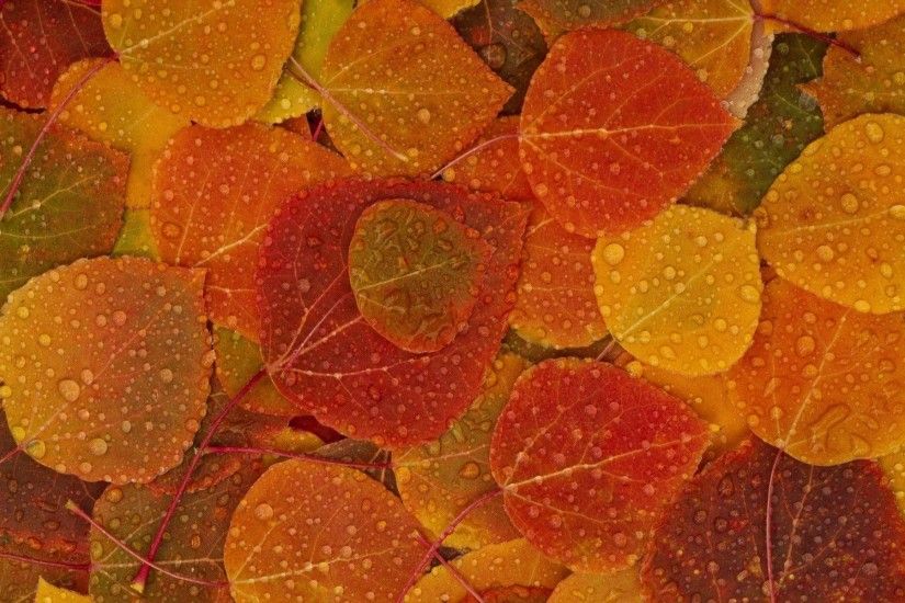 fall autumn desktop wallpaper - www.