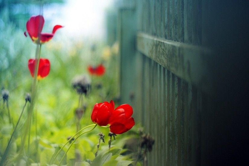 fence flowers red tulips. Â«Â«