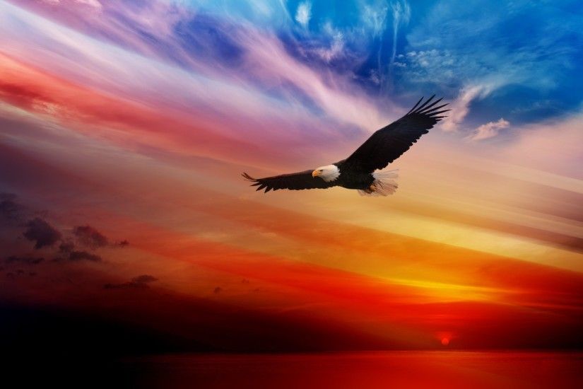 ... Flying Sunset Eagle HD Wallpaper | HD Wallpapers Free Download ...